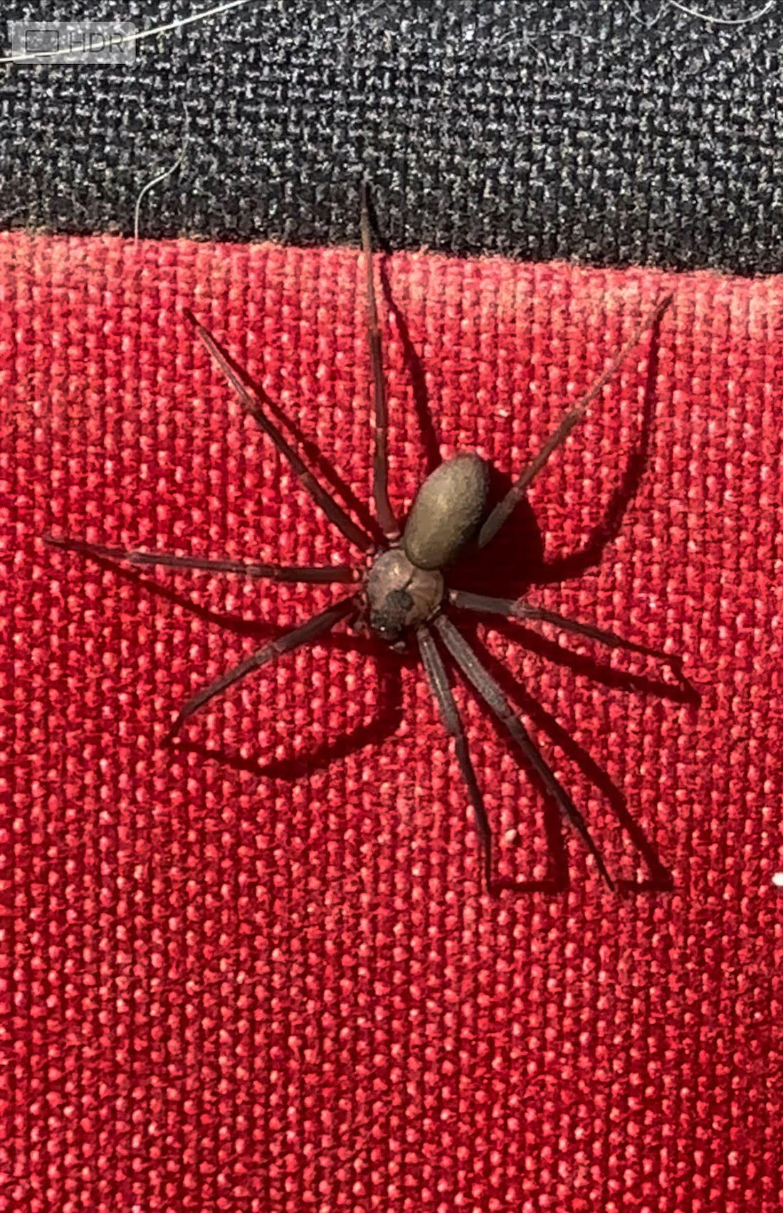 Brown Recluse spider