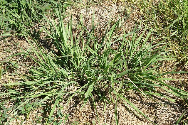 CC Dallisgrass weed in lawn