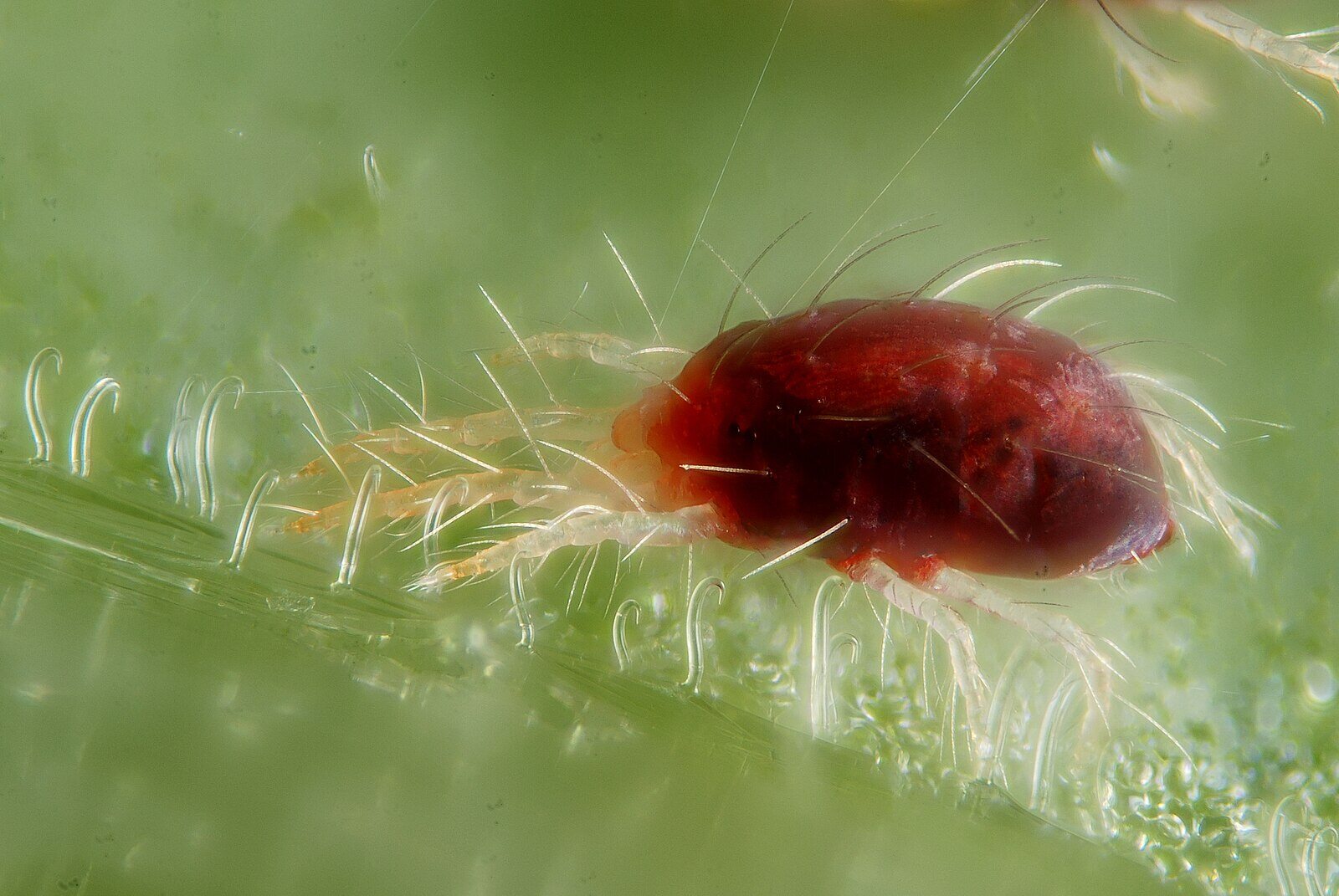 CC Spider Mite 