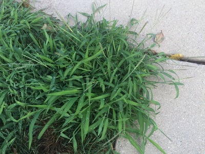 Crabgrass near walkway