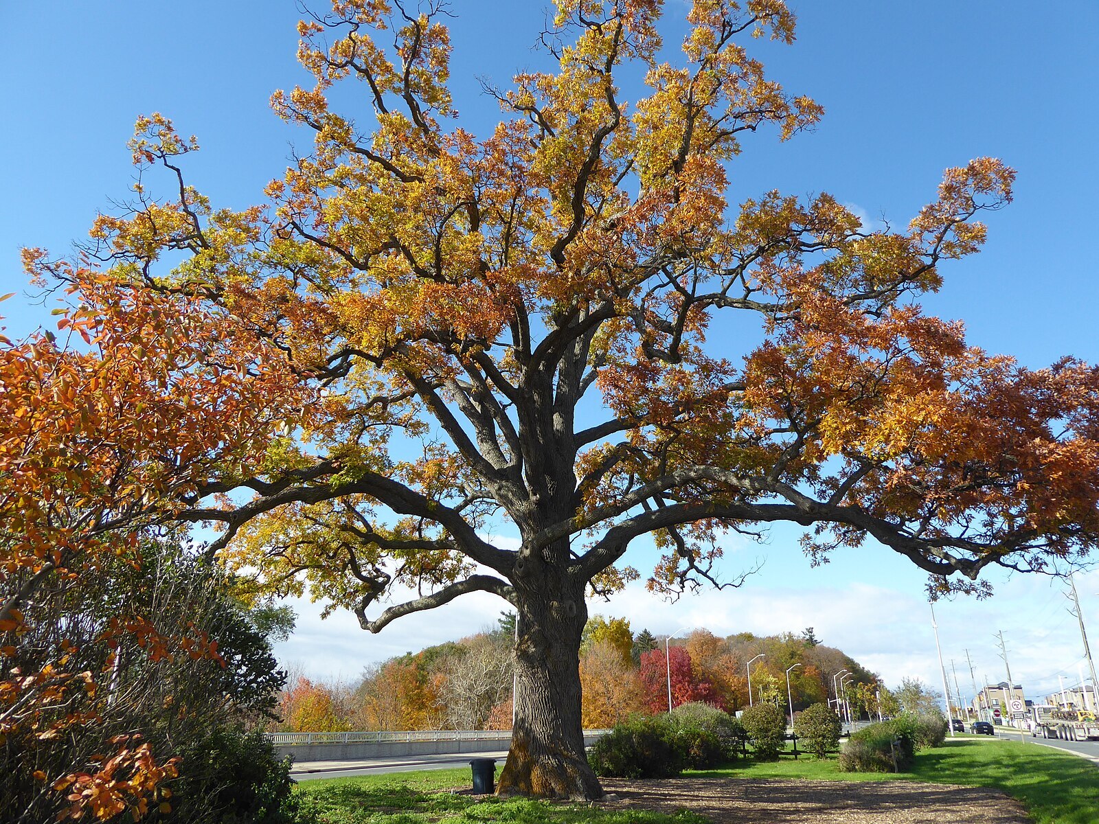 CC - White Oak