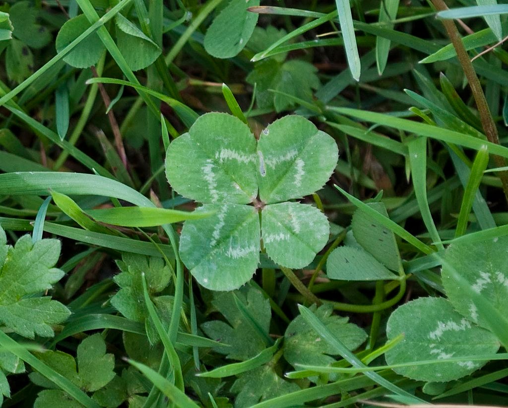 Clover weed in lawn 