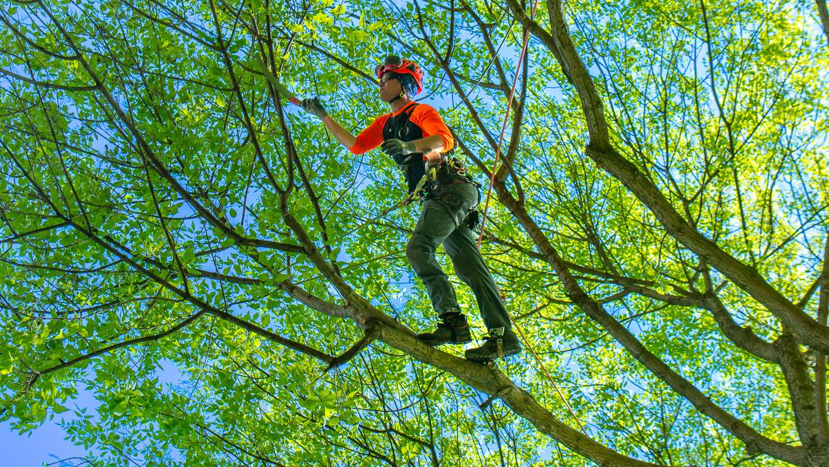 Arborist Climber Pruning in Canopy 3
