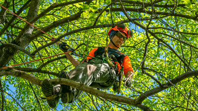 crew member in tree pruning