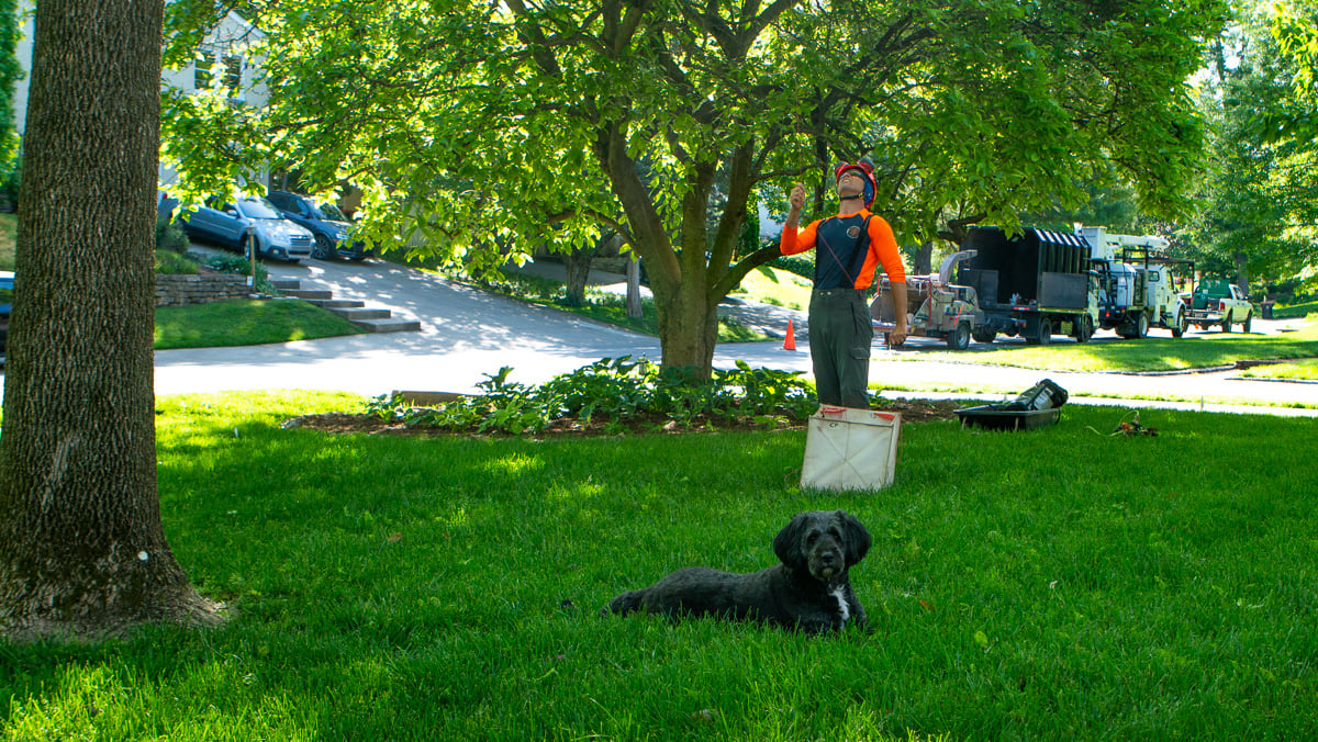 Arborist Crew with Dog