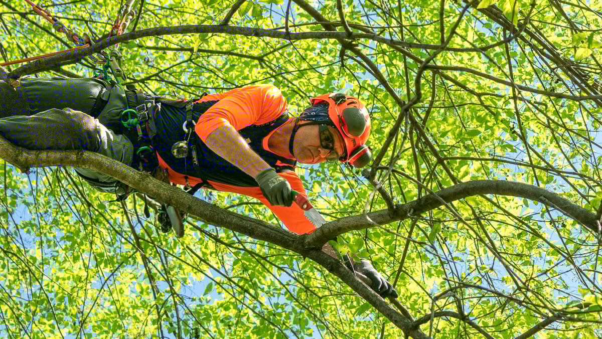 Arborist pruning in tree canopy