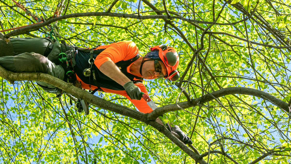 arborist pruning up in tree