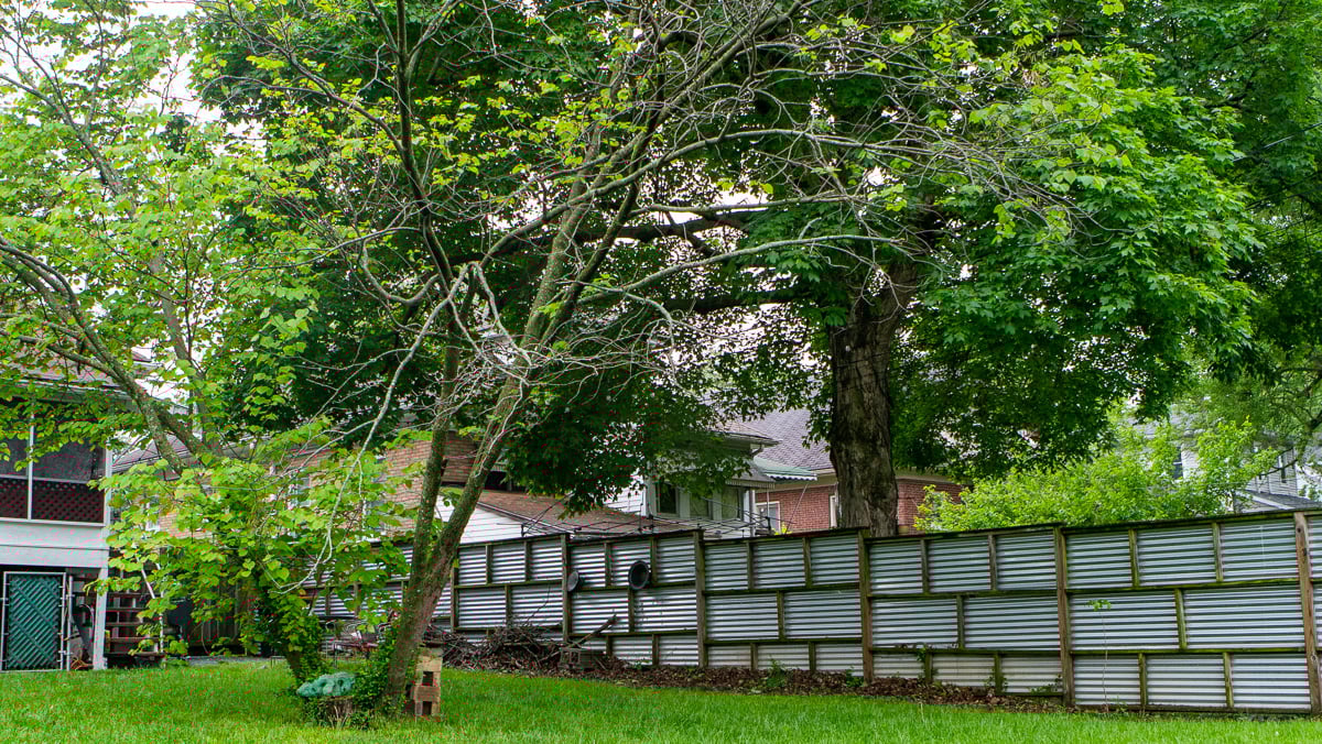 Backyard with Declining Dead Tree Fence