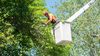 removing diseased trees on property 