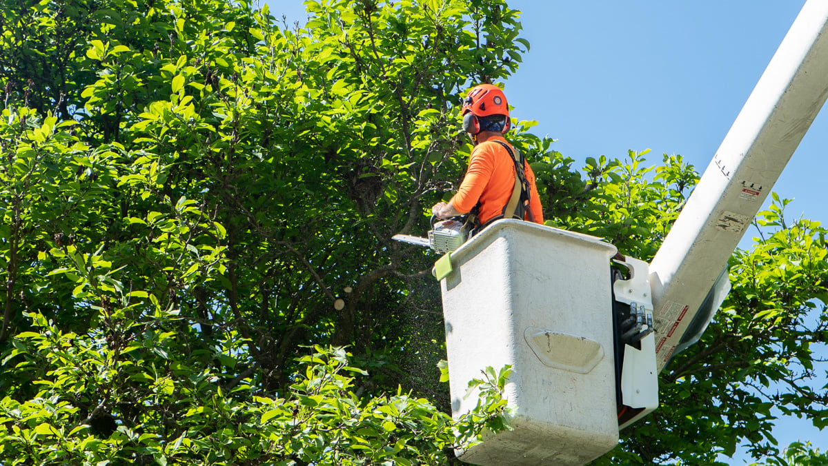 Boom Lift Bucket Arborist Chainsaw Pruning 4