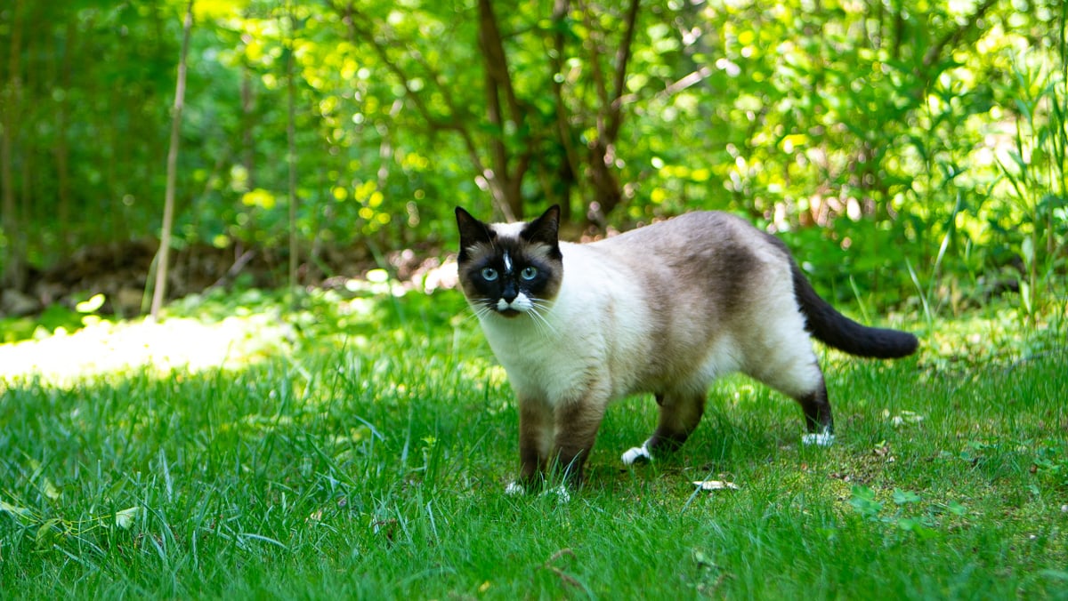 Cat in yard