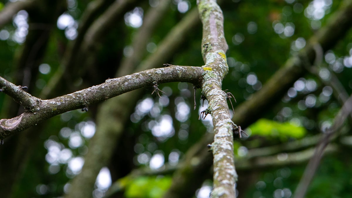 Disease Lichen Fungus Moss Tree Plant Health Issues 2