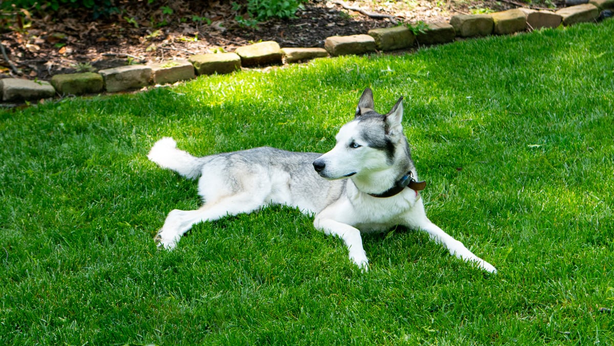 dog lying in grass