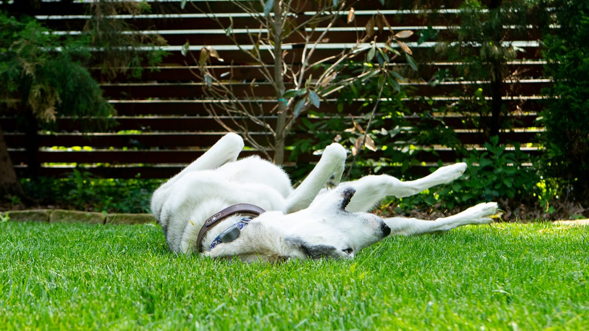 Dog Husky rolling around on grass