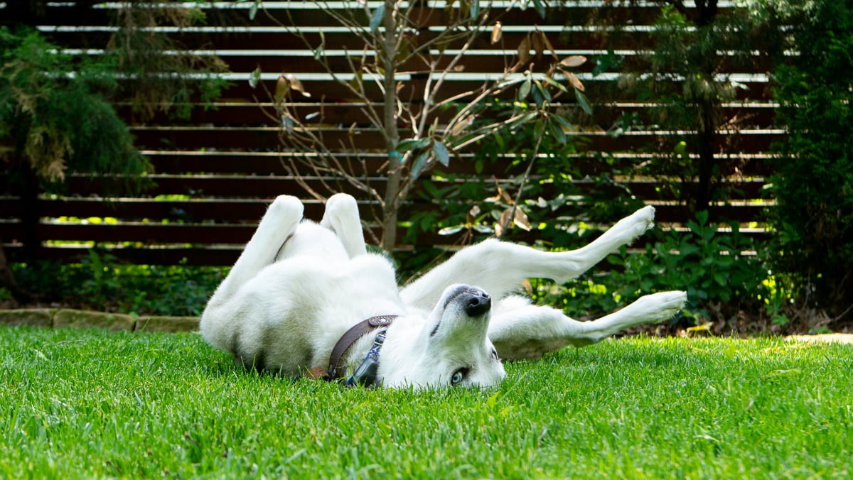 dog rolling in grass