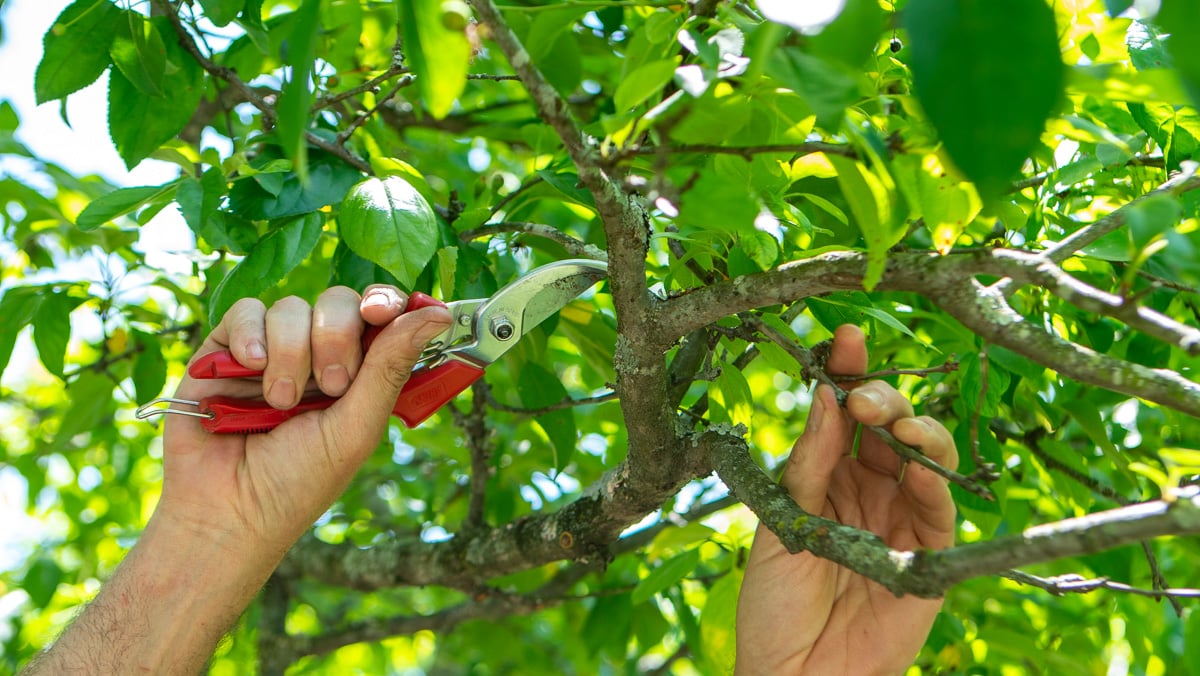 Hand Pruning Tree Arborist PPP Clippers 4