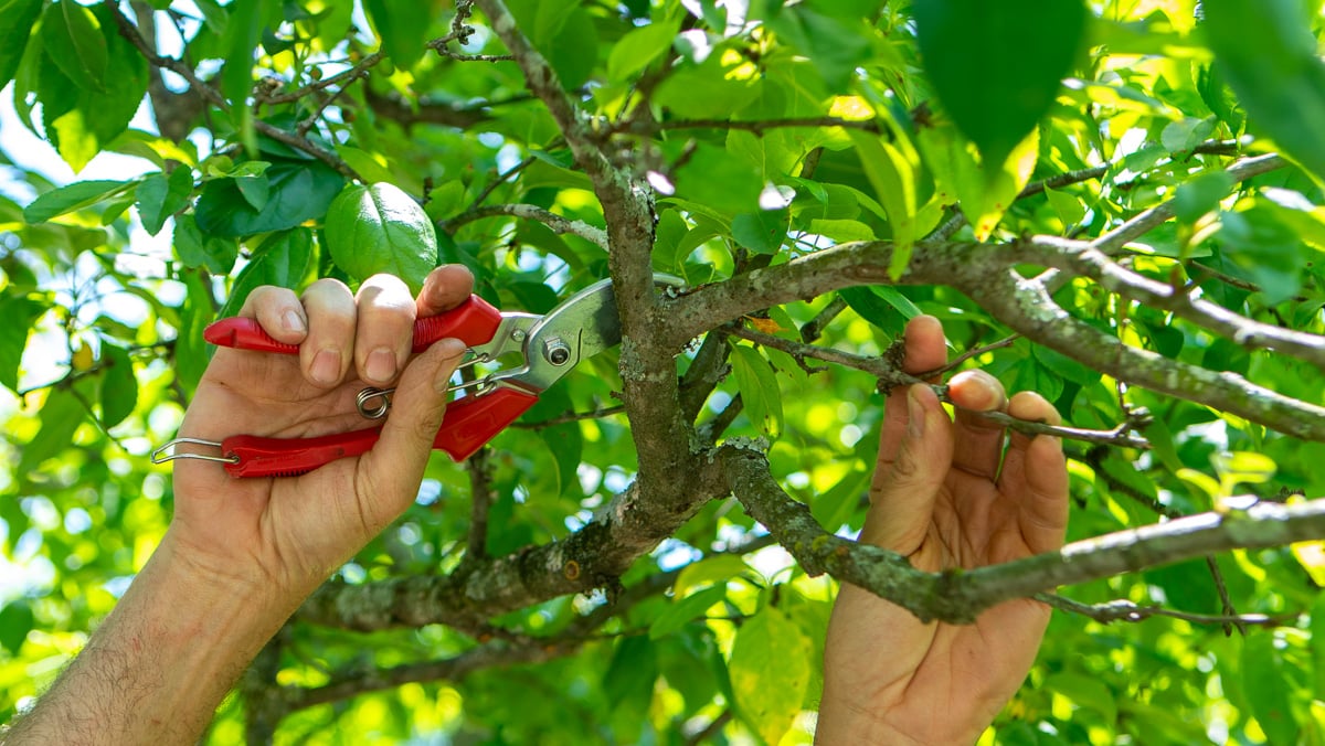 Hand Pruning Tree Arborist PPP Clippers 5