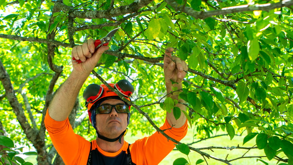 tree care technician pruning tree