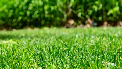 closeup of grass