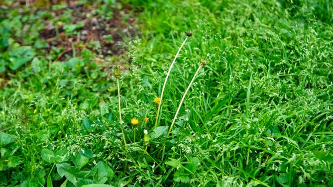 weeds in lawn in fall