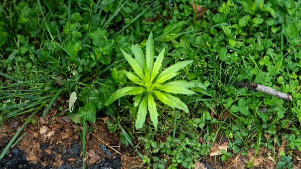 How to Get Rid of Winter Lawn Weeds