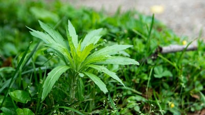 lawn weed 