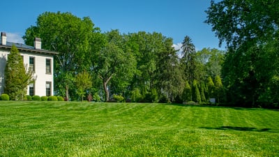 large green lawn near house