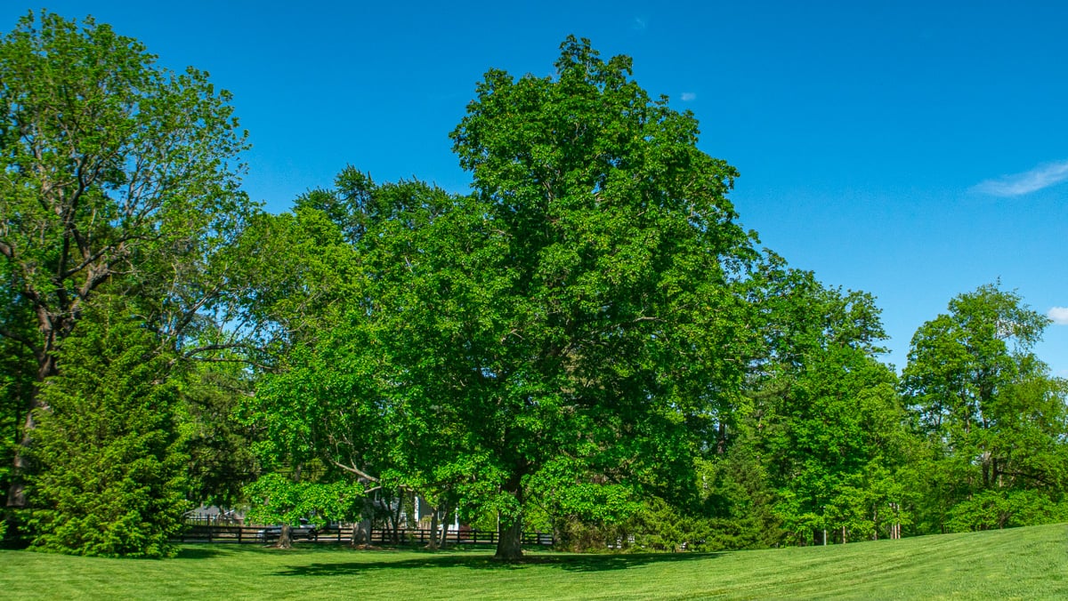 Nice Tree on Field Lawn 2