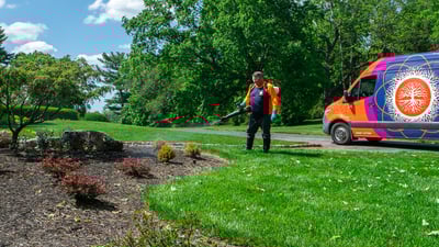 mosquito control in homeowners yard 