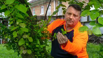 crew inspecting plants for bugs and disease 