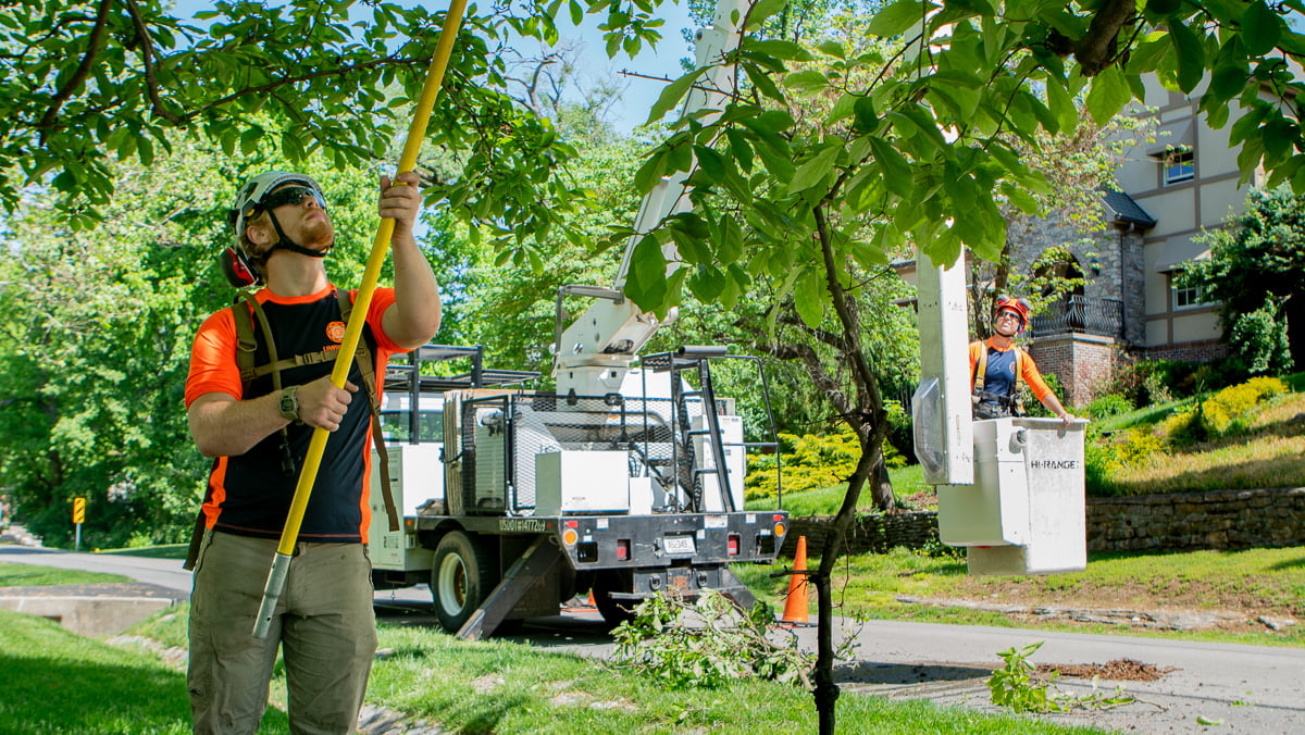 3 Health Benefits of Regular Tree Pruning