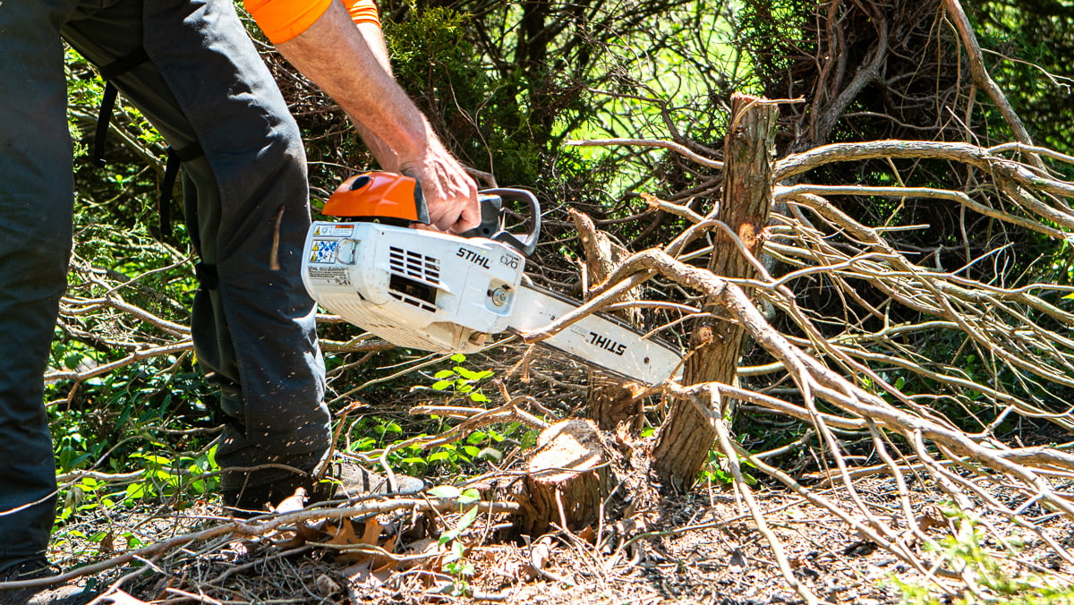 Small Tree Removal Chainsaw Clean Up