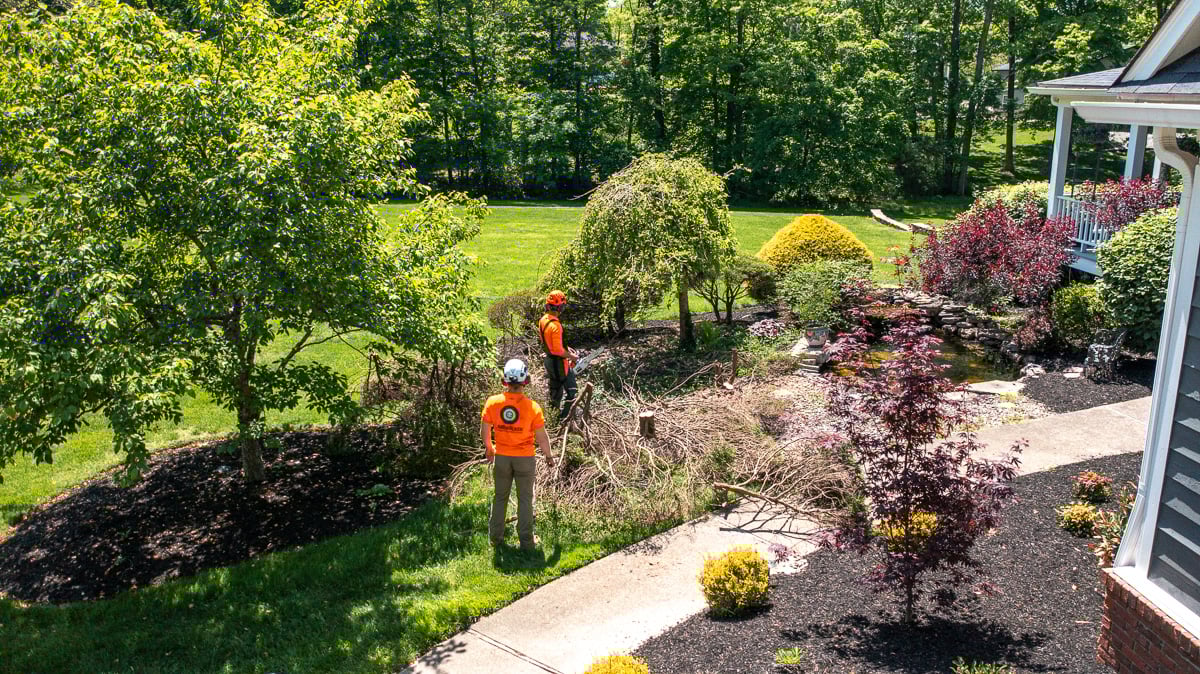 Tree removal from backyard