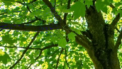 looking up at trees 