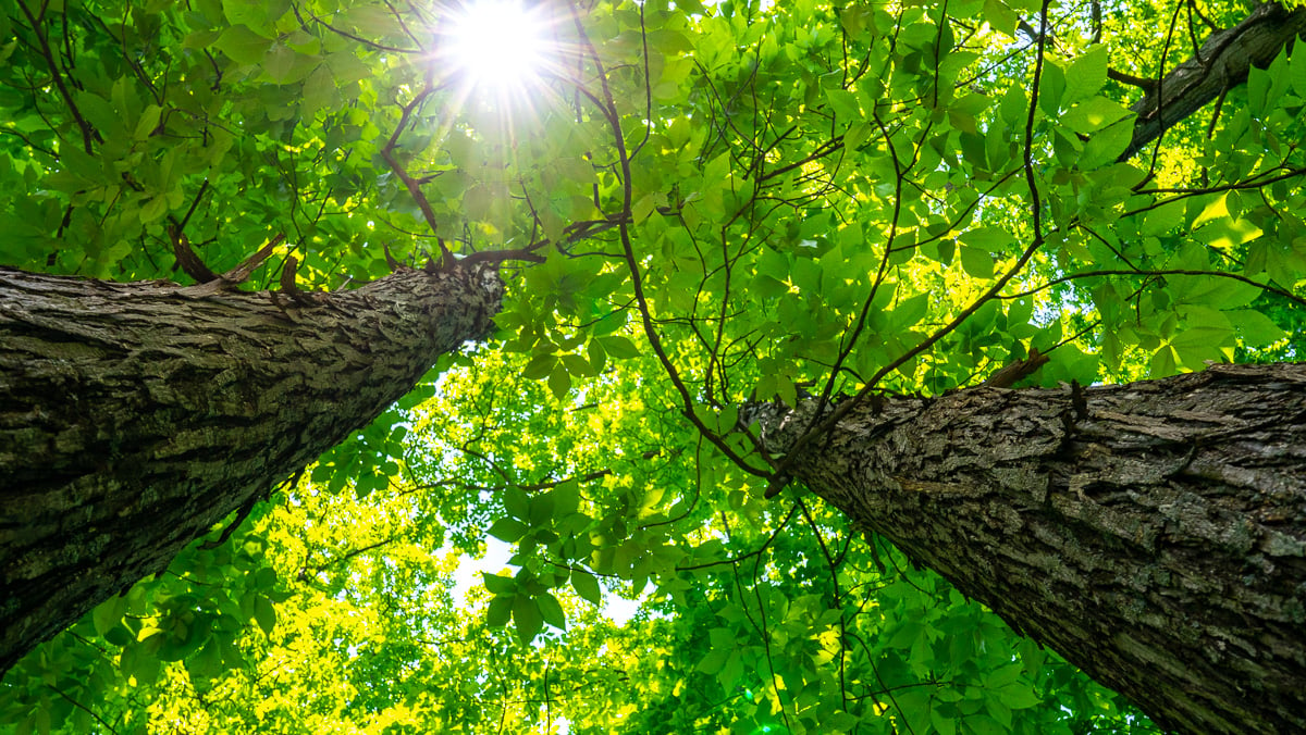 Tree Canopy 2