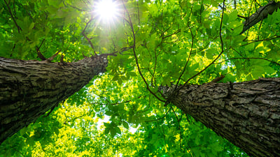 upward view of trees 