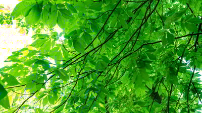 tree close-up 