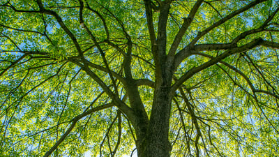 upward view of tree