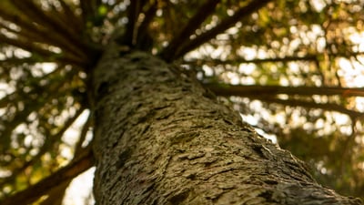 upward view of tree