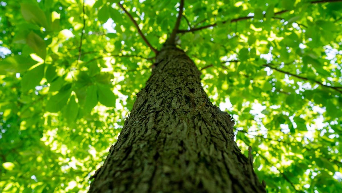 upward view of a large tree on property