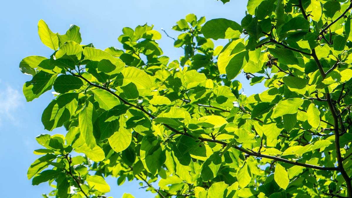 Tree Canopy Leaves 2