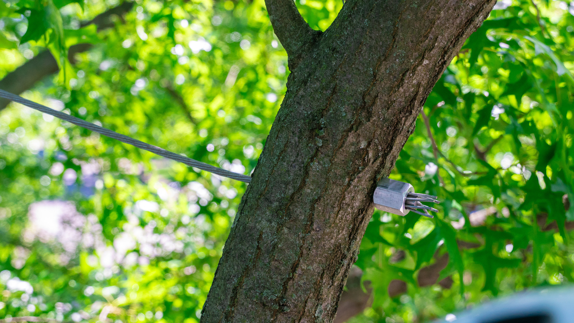 Tree being cabled and braced trees