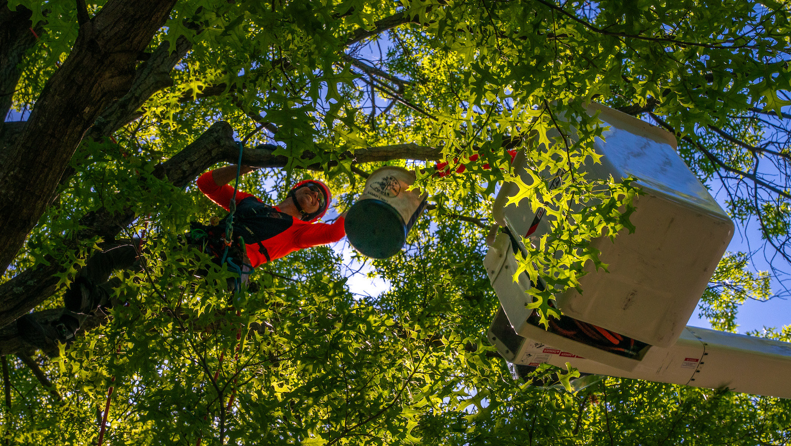 Tree crew cabling and bracing trees 1