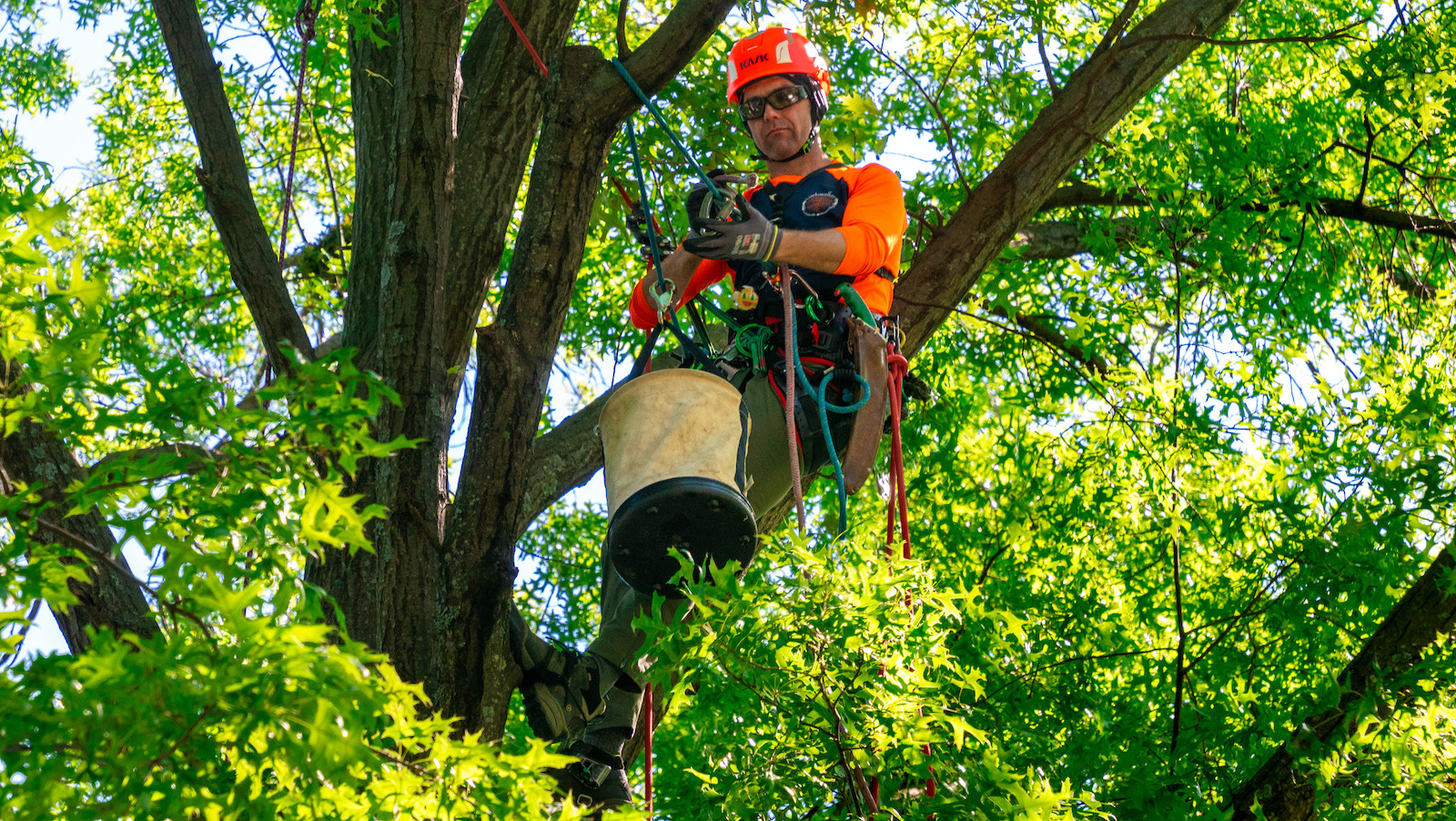 Tree crew cabling and bracing trees 2