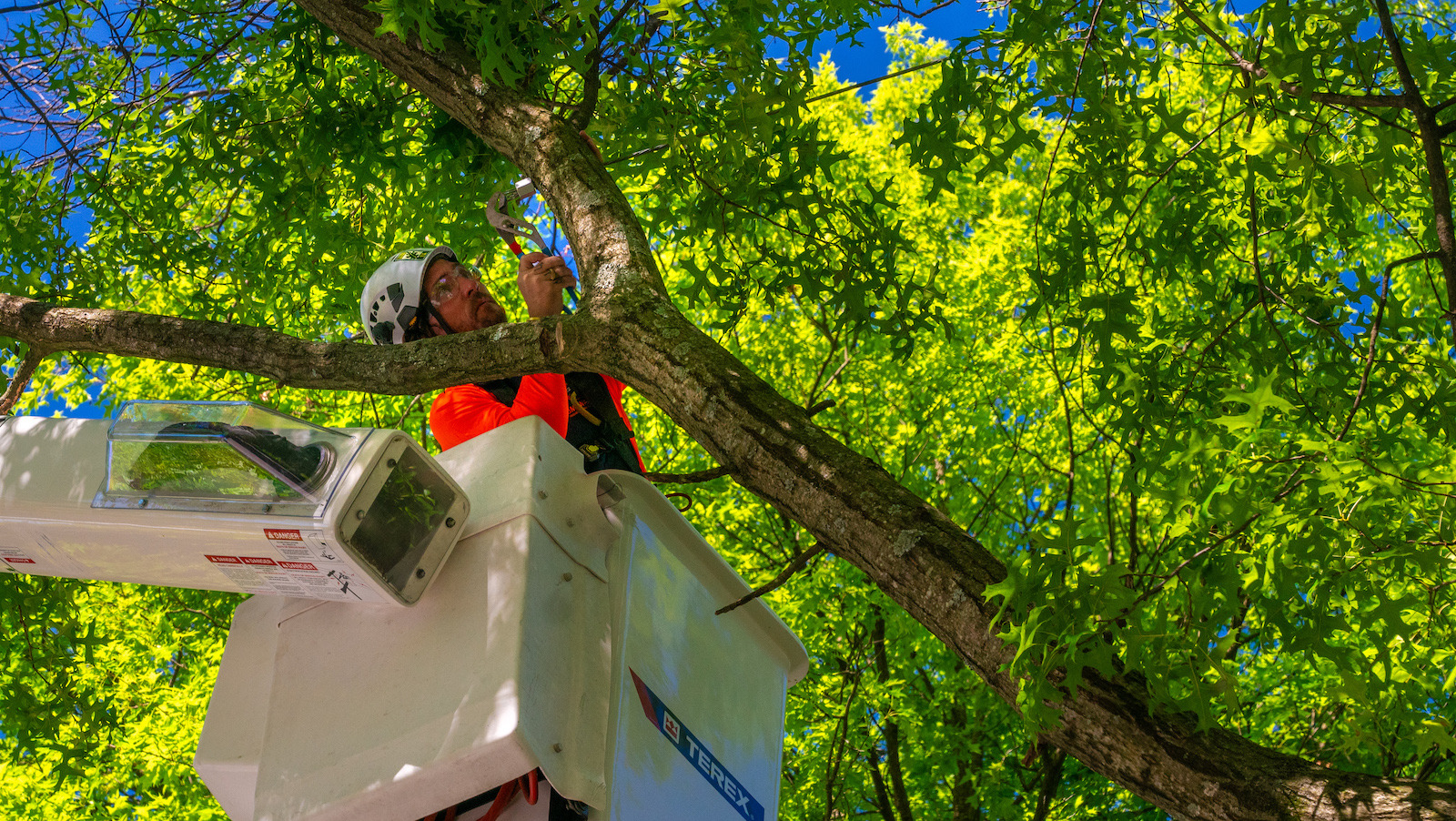 Tree crew cabling and bracing trees 3