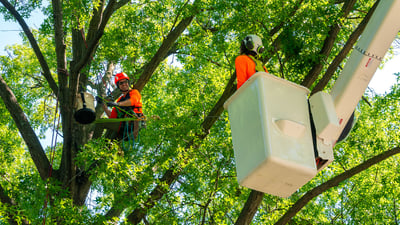 tree cabling crew up in tree