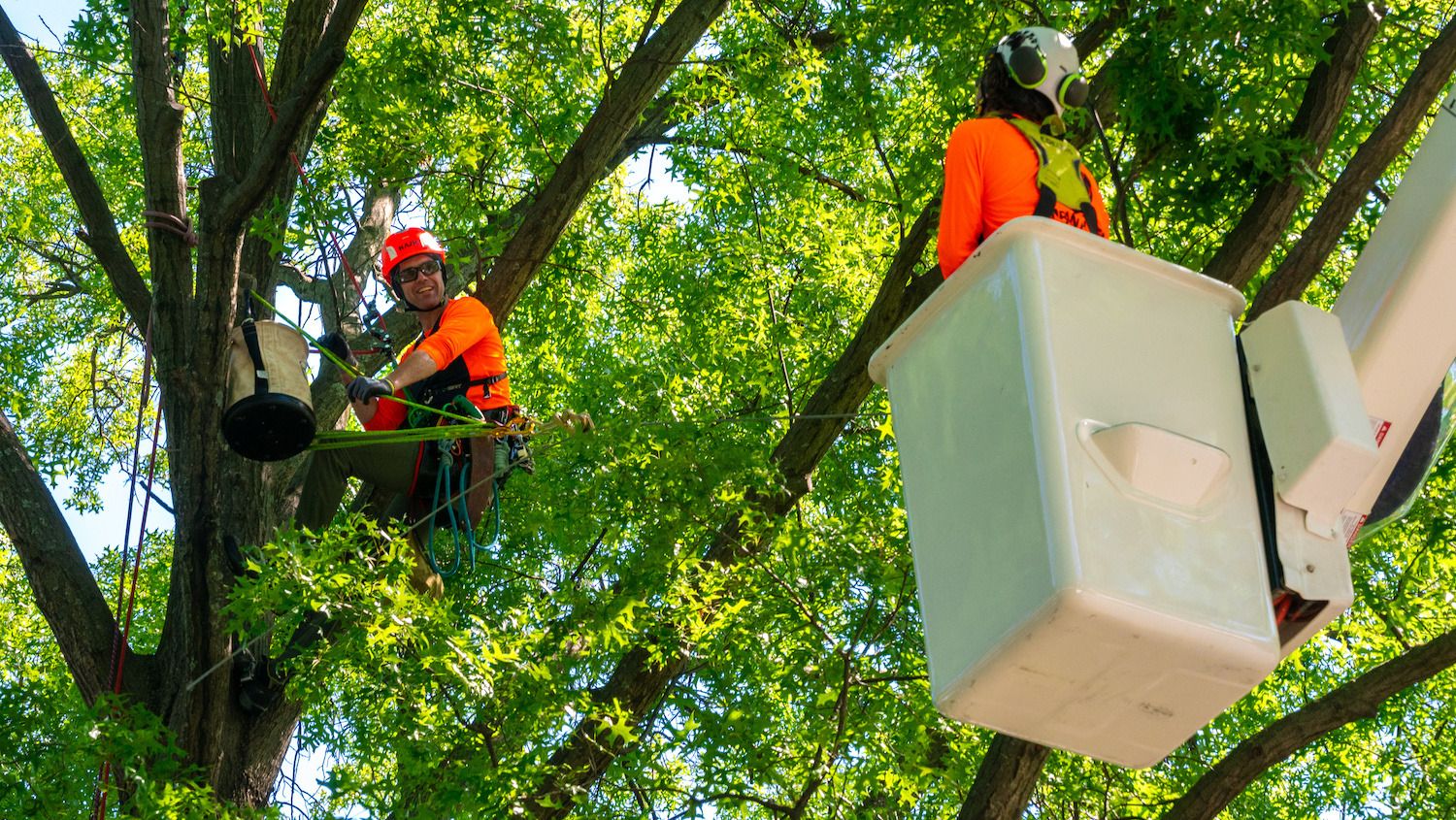 Tree crew cabling and bracing trees 6