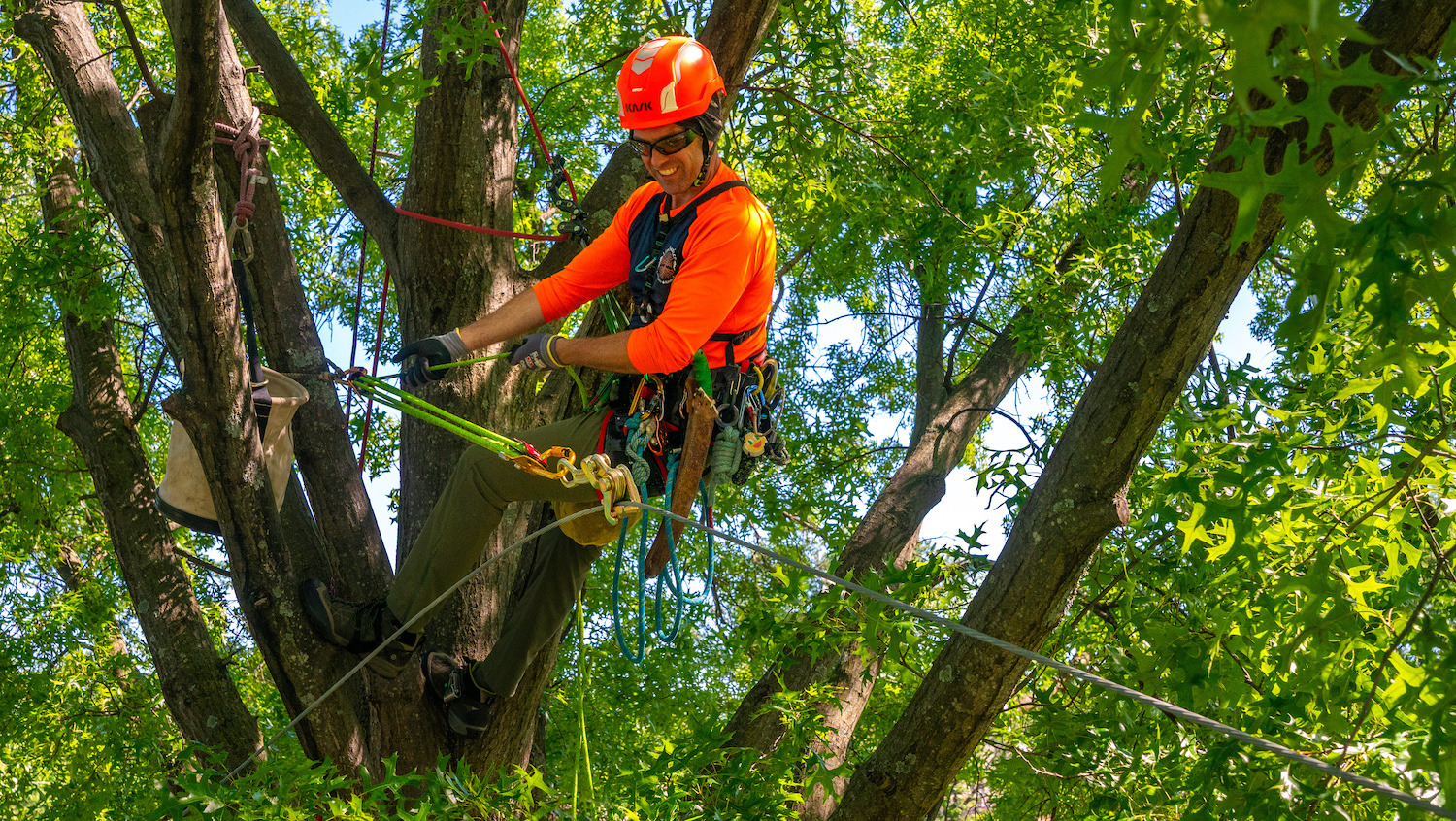 Tree crew cabling and bracing trees 7