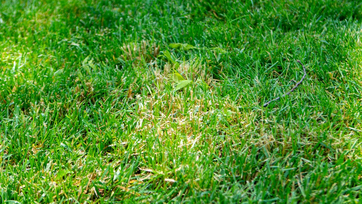 Unhealthy Diseased Lawn Grass 1