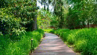 plants pathway 